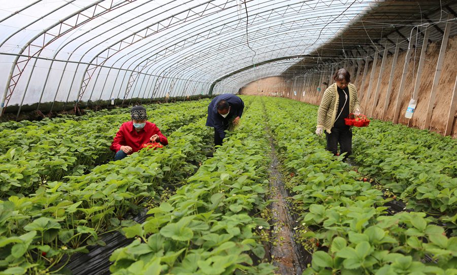 慶陽萬潤園種養(yǎng)殖農(nóng)民專業(yè)合作社種植戶采摘草莓。盤小美攝