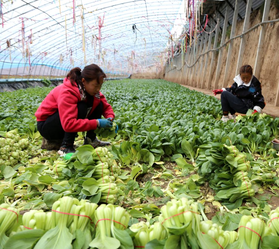 肖金設(shè)施蔬菜基地種植戶采收油菜。盤小美攝