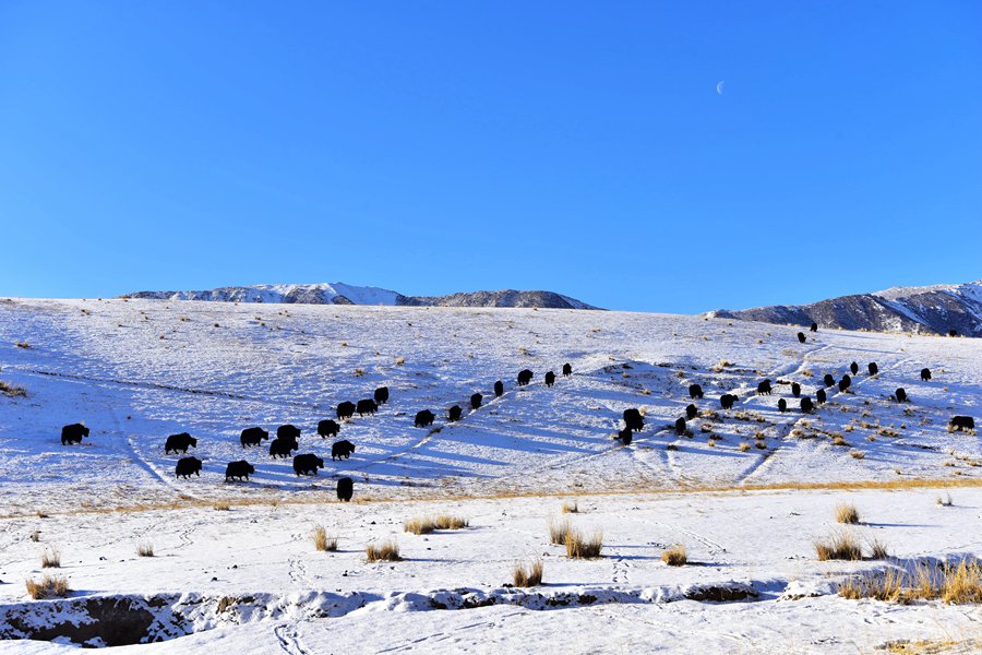 甘肅祁連山國家公園雪后初霽靜美如畫