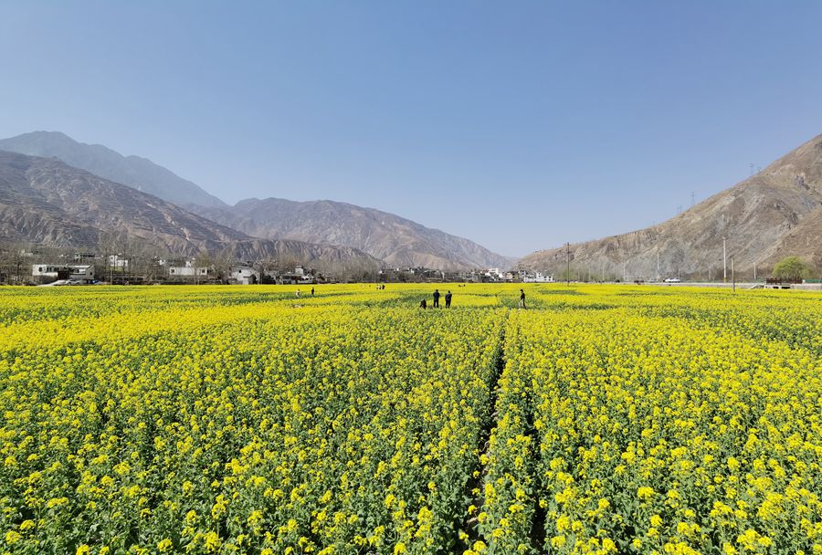 隴南市武都區(qū)萬(wàn)畝油菜花競(jìng)相綻放，美不勝收。隴南市融媒體中心供圖