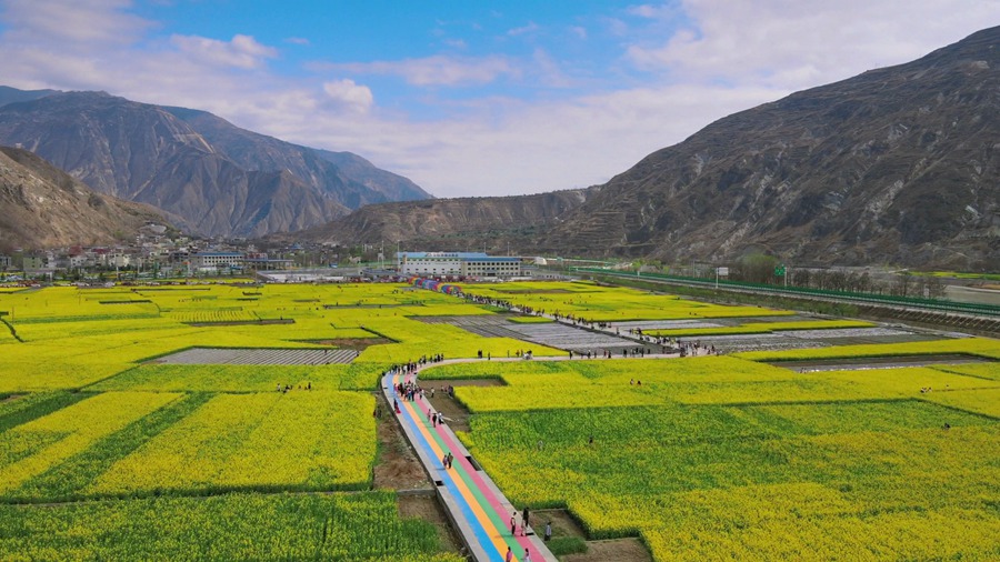 隴南市武都區(qū)萬畝油菜花競相綻放，美不勝收。隴南市融媒體中心供圖