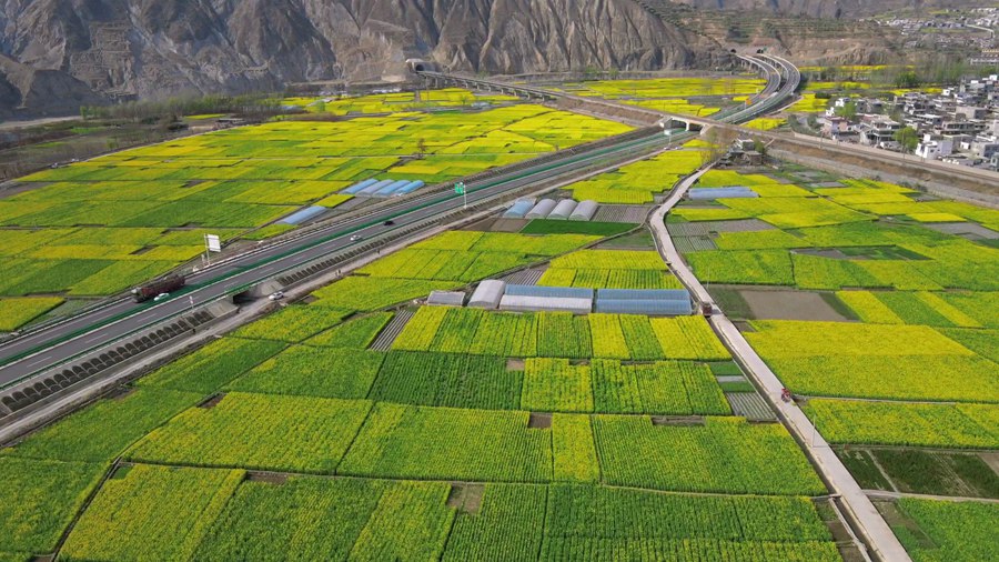 隴南市武都區(qū)萬畝油菜花競相綻放，美不勝收。隴南市融媒體中心供圖