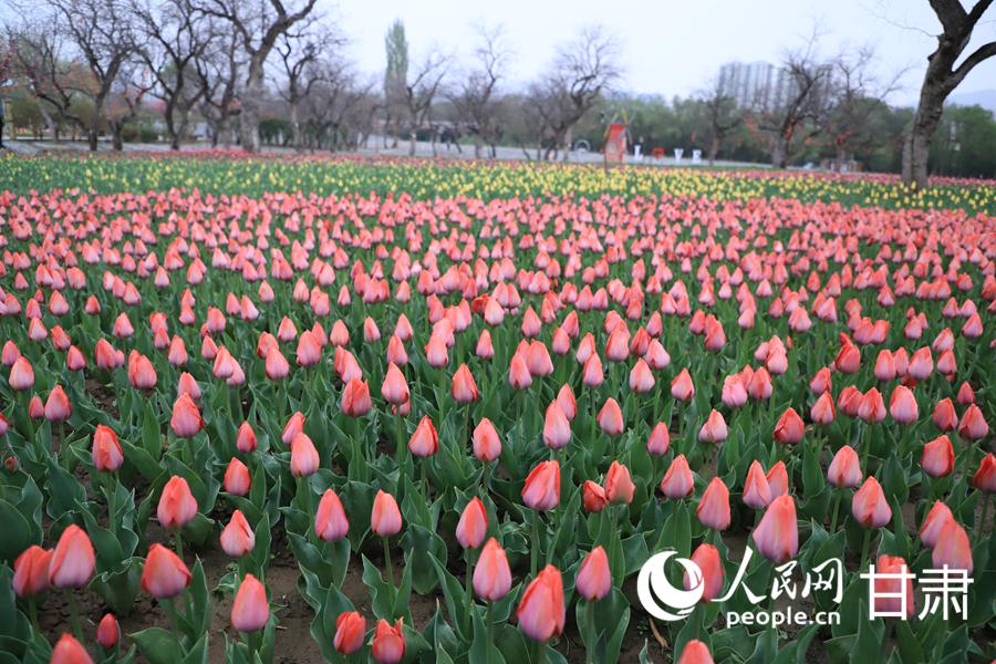 黃河岸畔，郁金香花開(kāi)正艷。人民網(wǎng)記者 黃帆攝