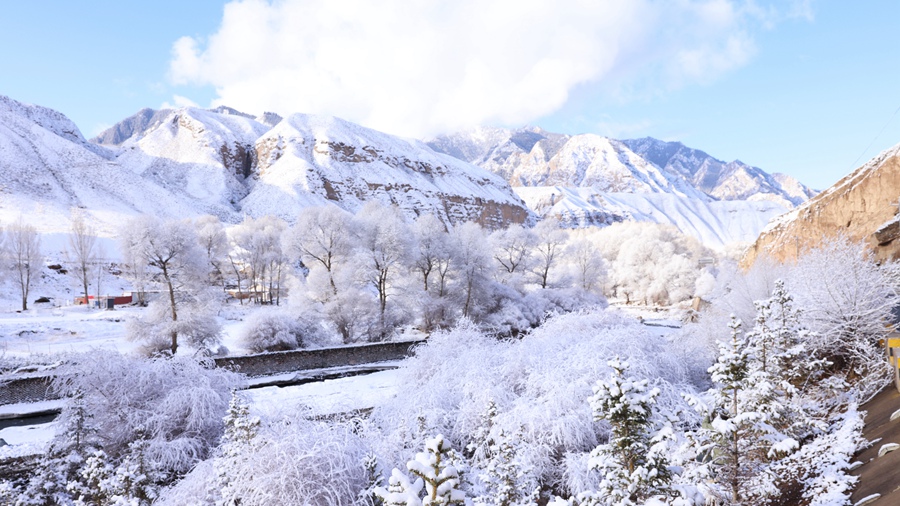 甘肅肅南：玉樹瓊枝美如畫。武雪峰 安維斌攝