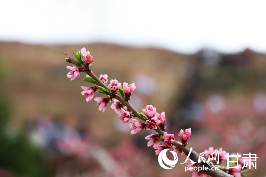 盛開的桃花。人民網(wǎng)記者 王文嘉攝