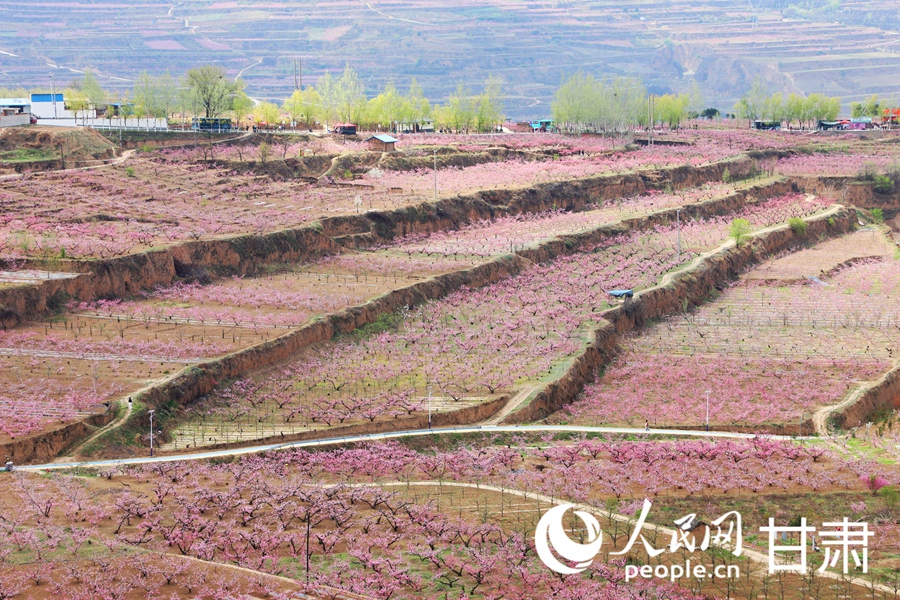 漫山遍野盛開的桃花。人民網(wǎng)記者 王文嘉攝