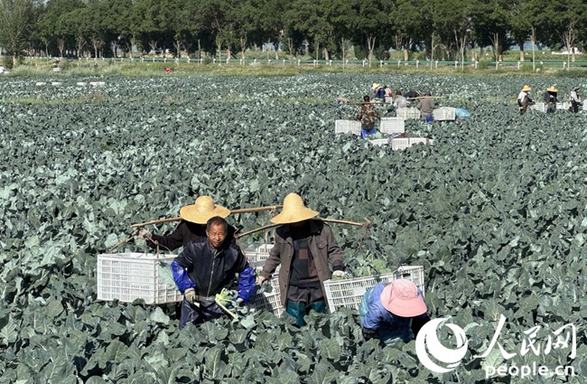 張掖市甘州區(qū)黨寨鎮(zhèn)馬站村農(nóng)戶正在采摘西蘭花。人民網(wǎng)記者 王金雪攝